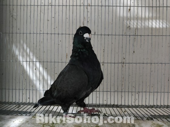 American Show Racer Breeding Male